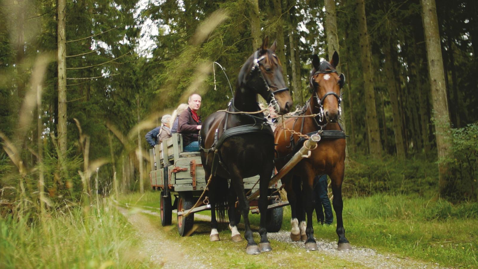 Hestevogn i Rold Skov