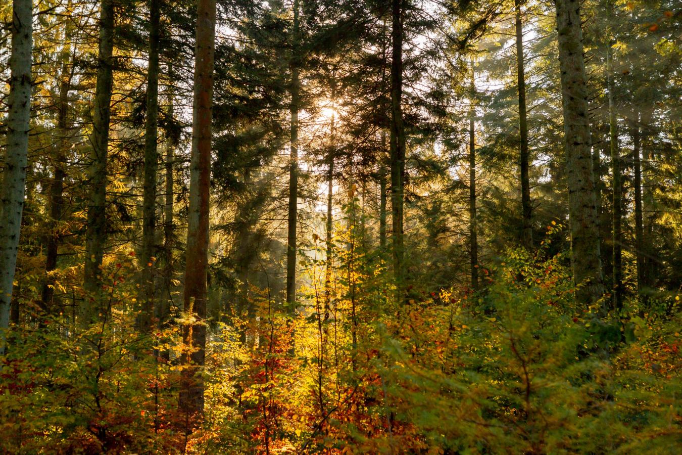 Efterår Skov