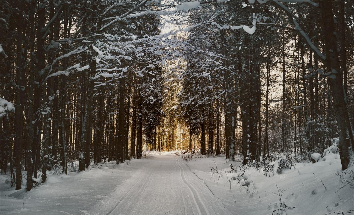 Sne i skov