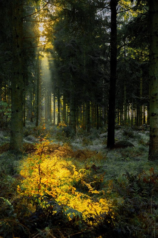 natur lys