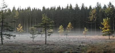 Vinter skov