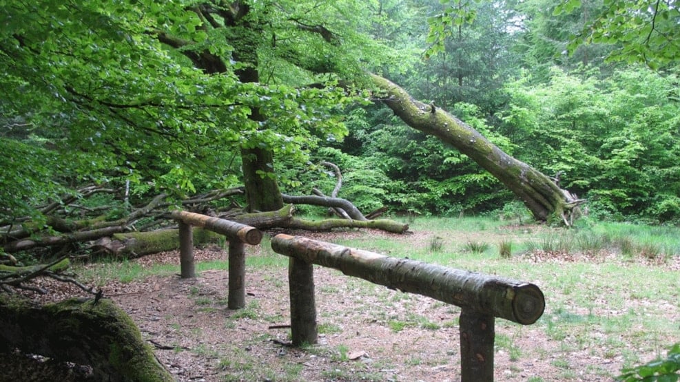 Rold Skov