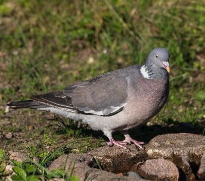 Skovdue
