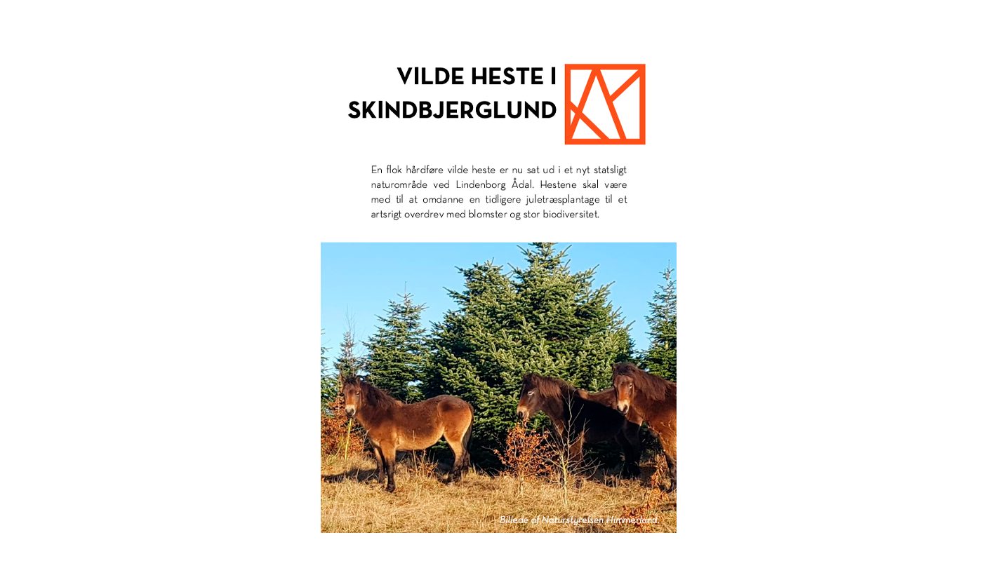 Vilde Heste i Skindbjerglund