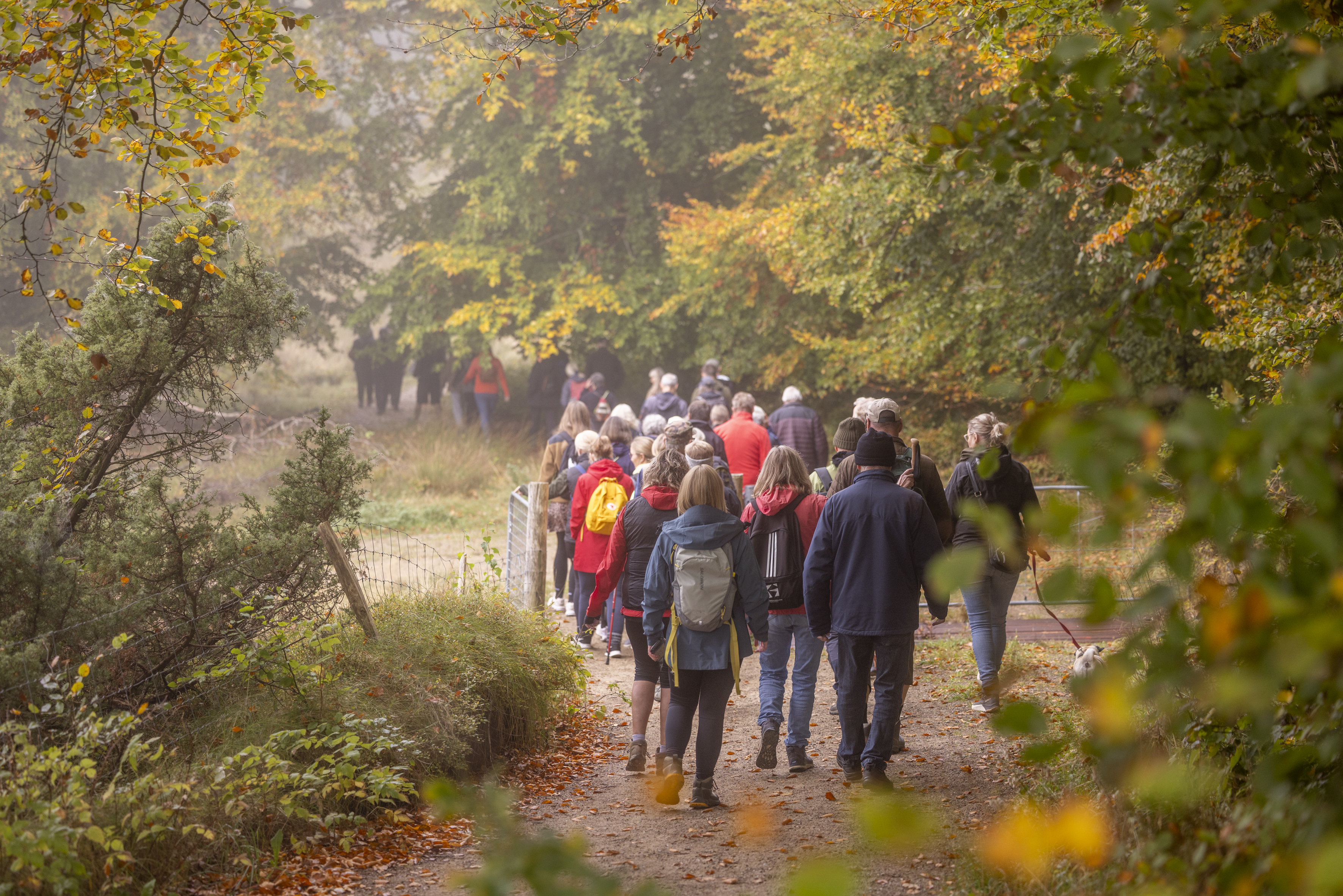 Guidet vandretur i Rold Skov