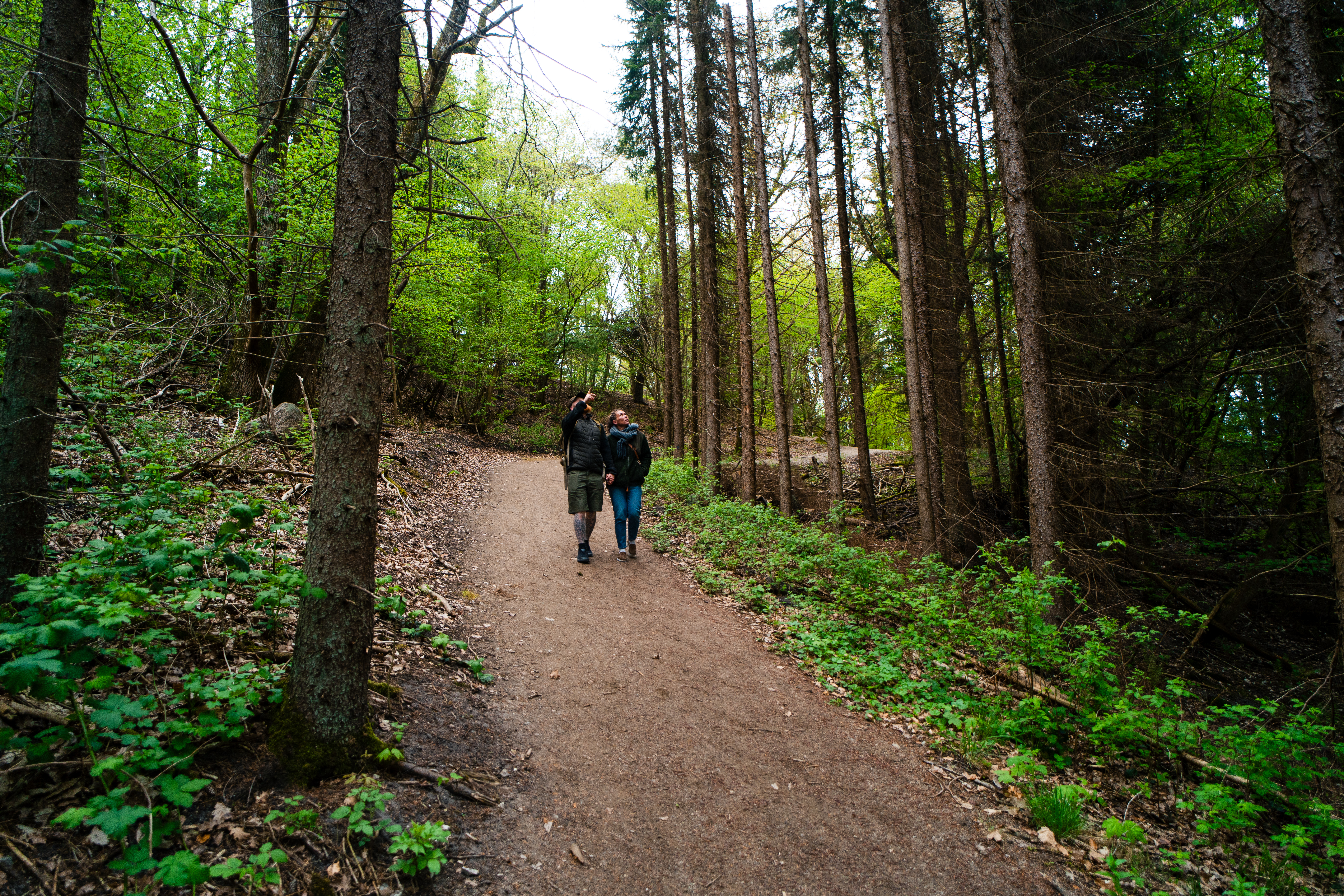 Par der går i Rold Skov