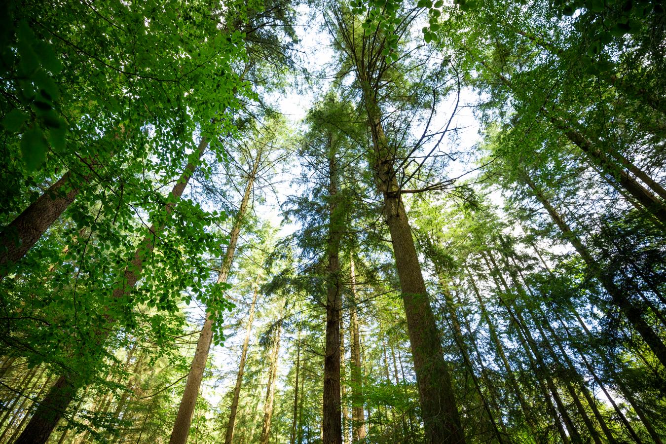 Rold Skov | Rold Forest | Rebild
