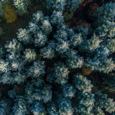 Vinter skov